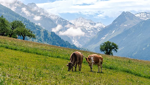 Summer grazing on mountain pasture